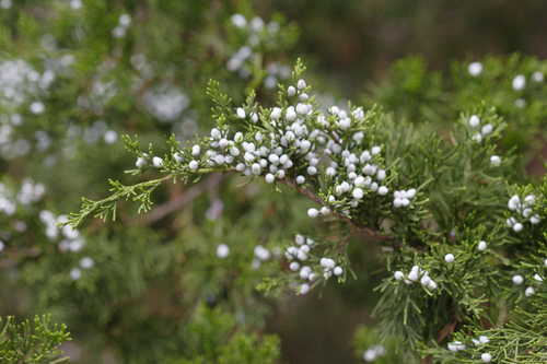 Juniperus virginiana #6